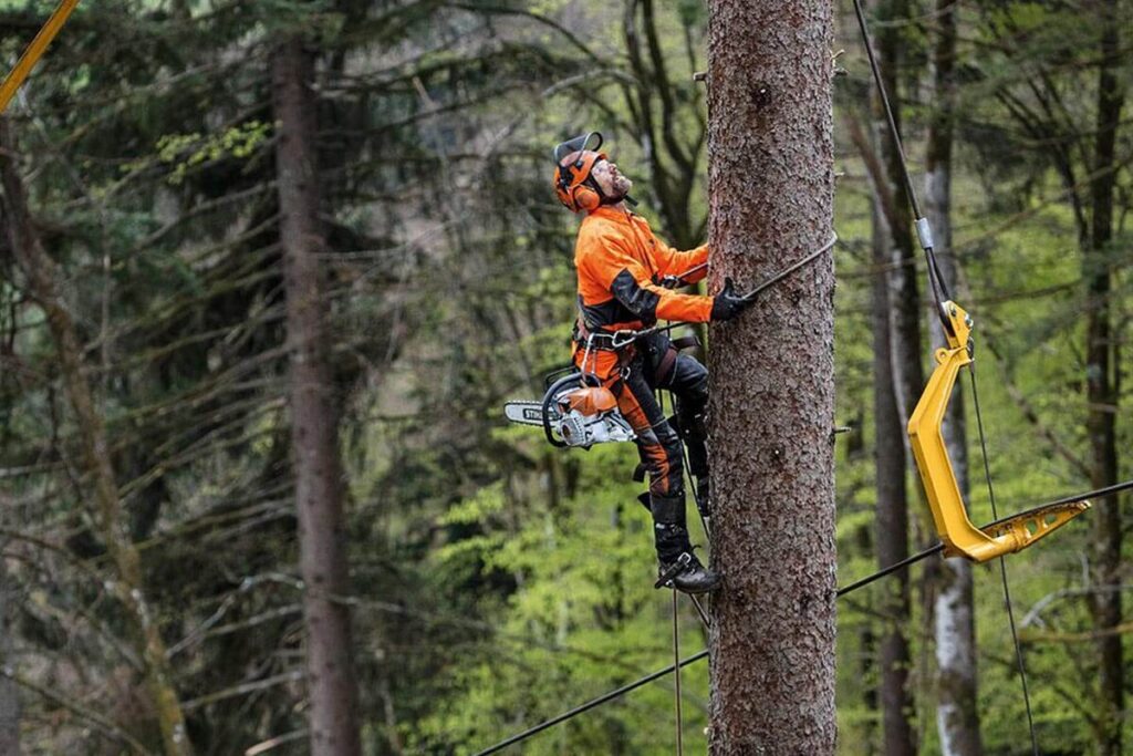 tree pruning cost